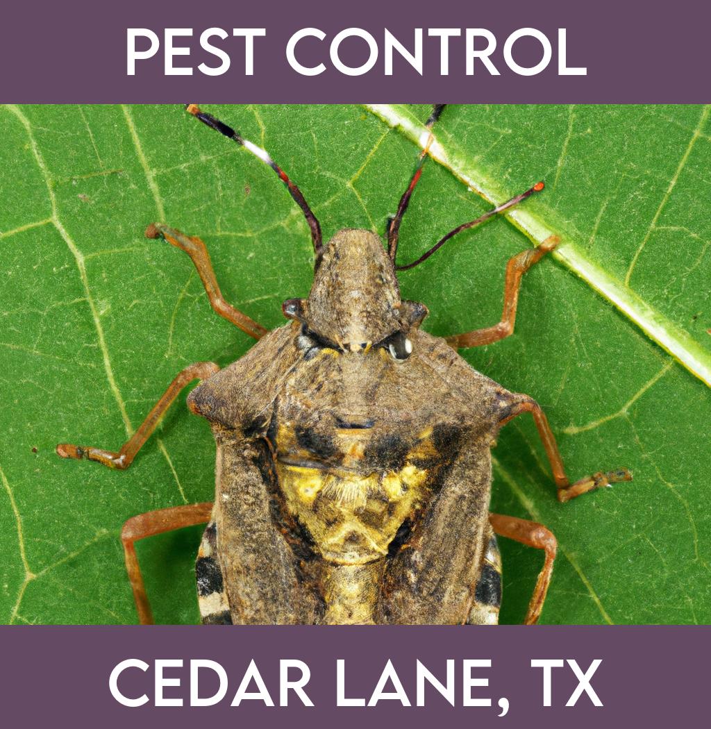 pest control in Cedar Lane Texas