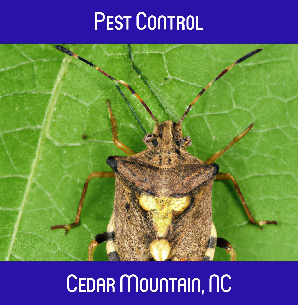 pest control in Cedar Mountain North Carolina
