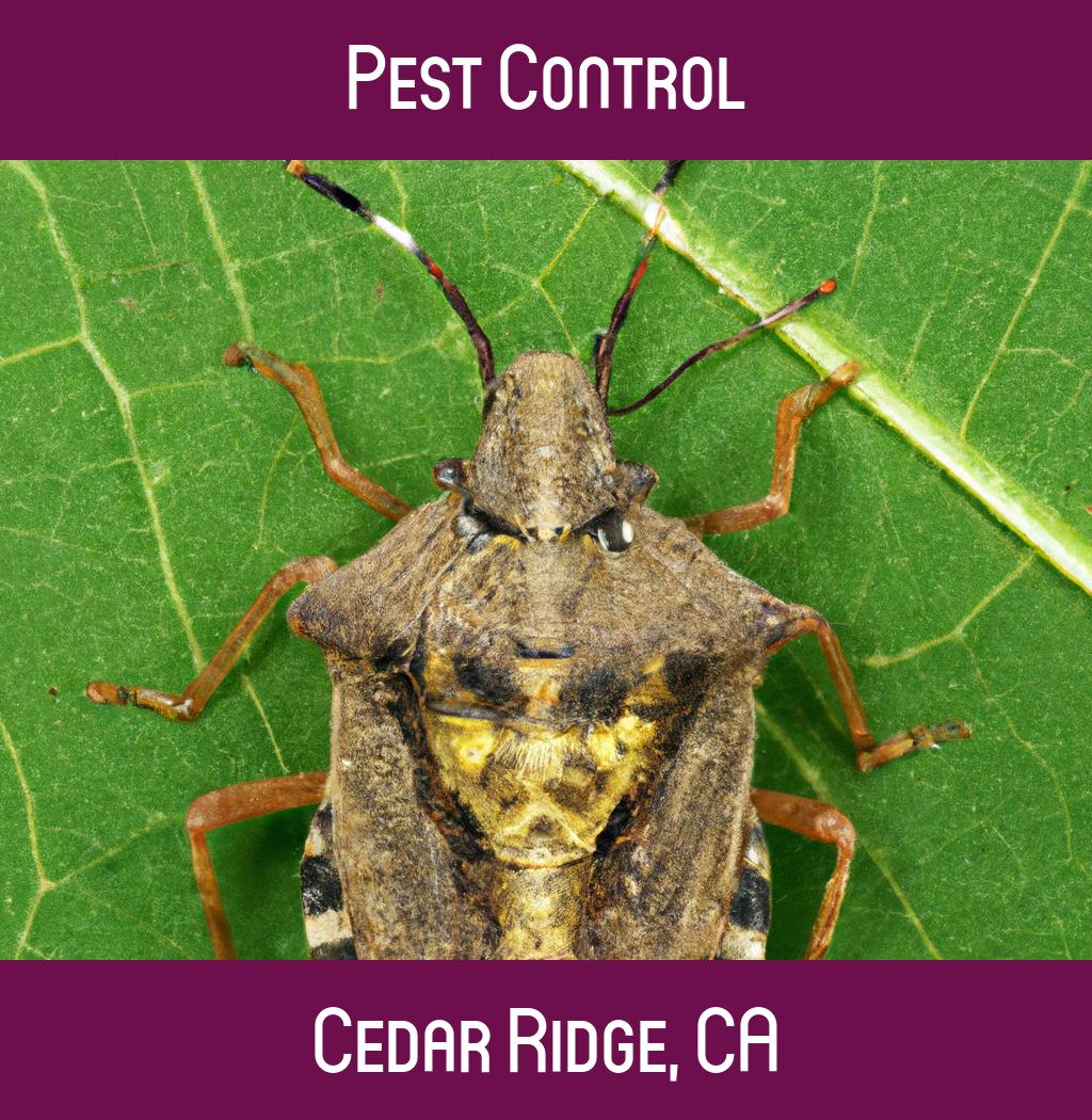 pest control in Cedar Ridge California