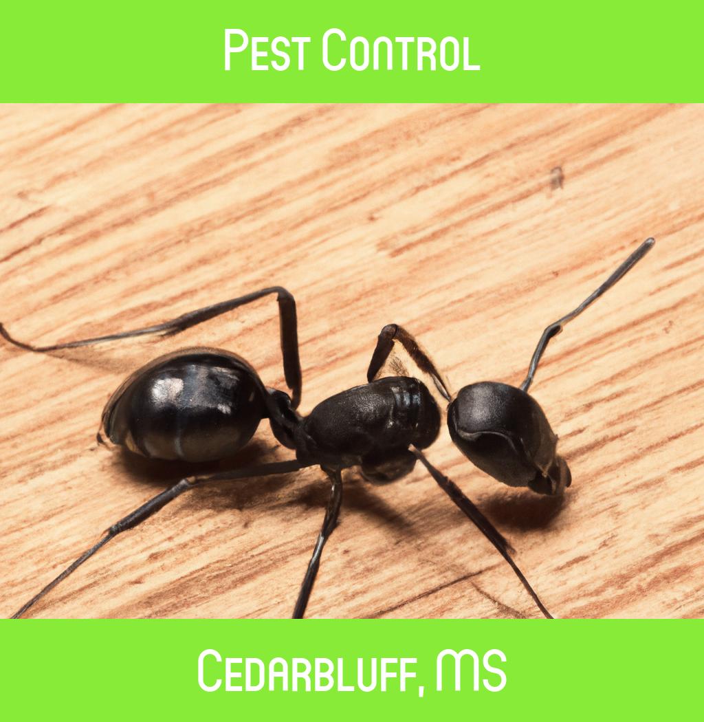 pest control in Cedarbluff Mississippi