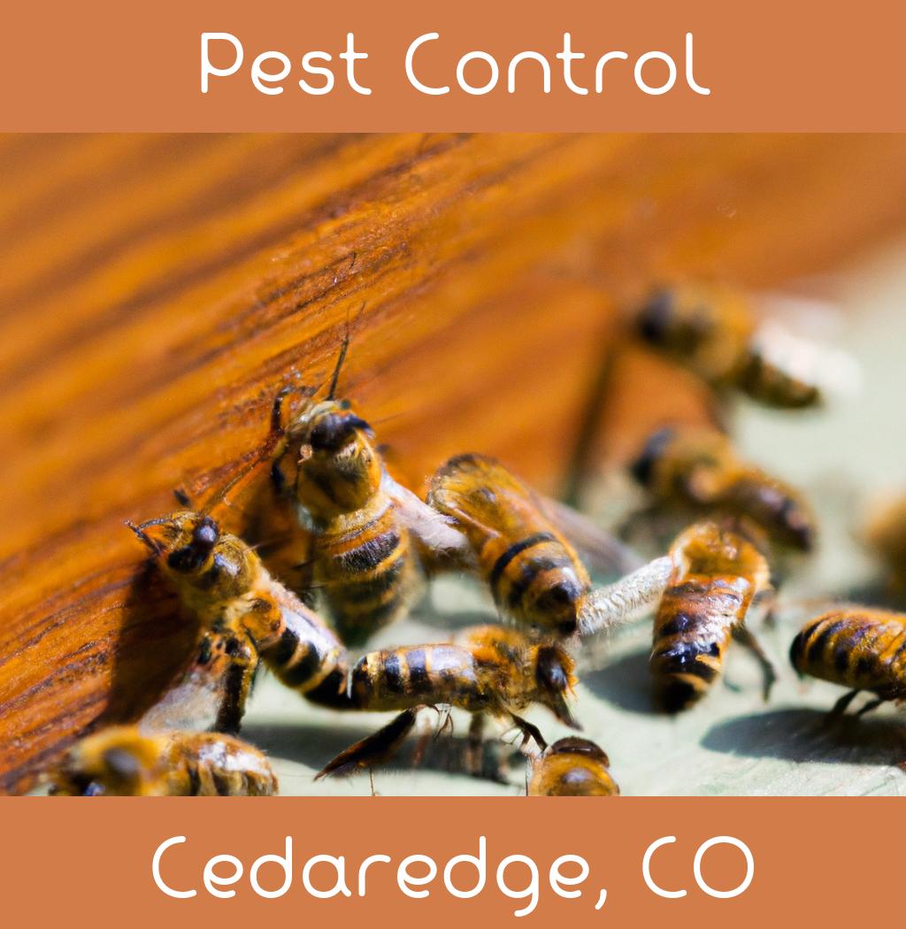 pest control in Cedaredge Colorado