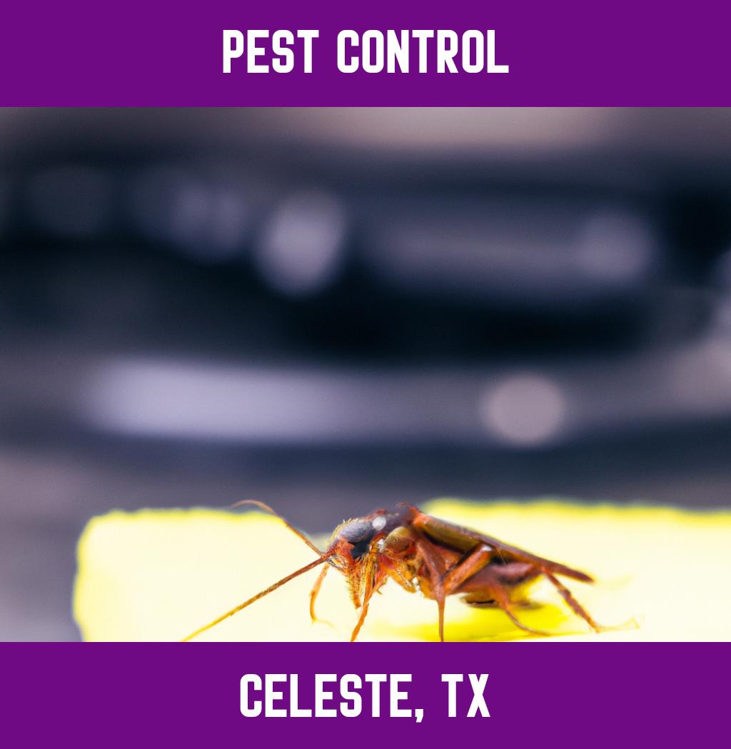 pest control in Celeste Texas