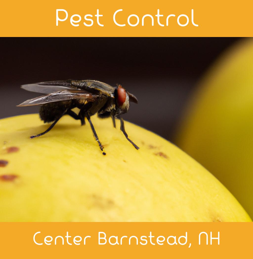 pest control in Center Barnstead New Hampshire