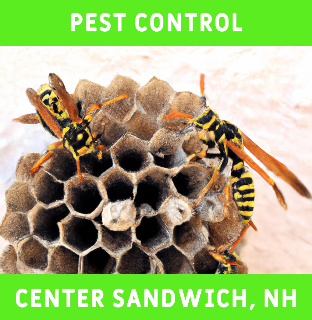 pest control in Center Sandwich New Hampshire