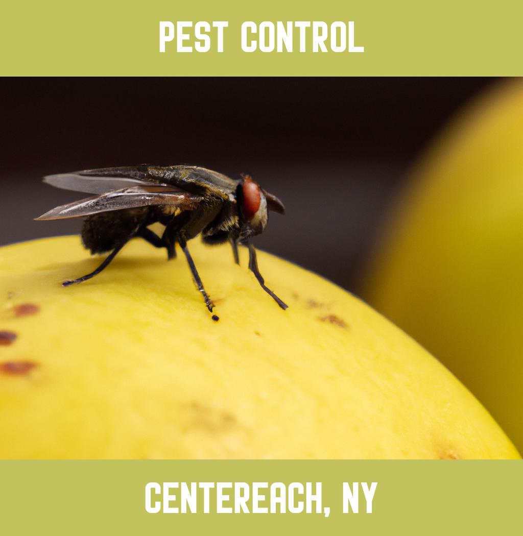 pest control in Centereach New York
