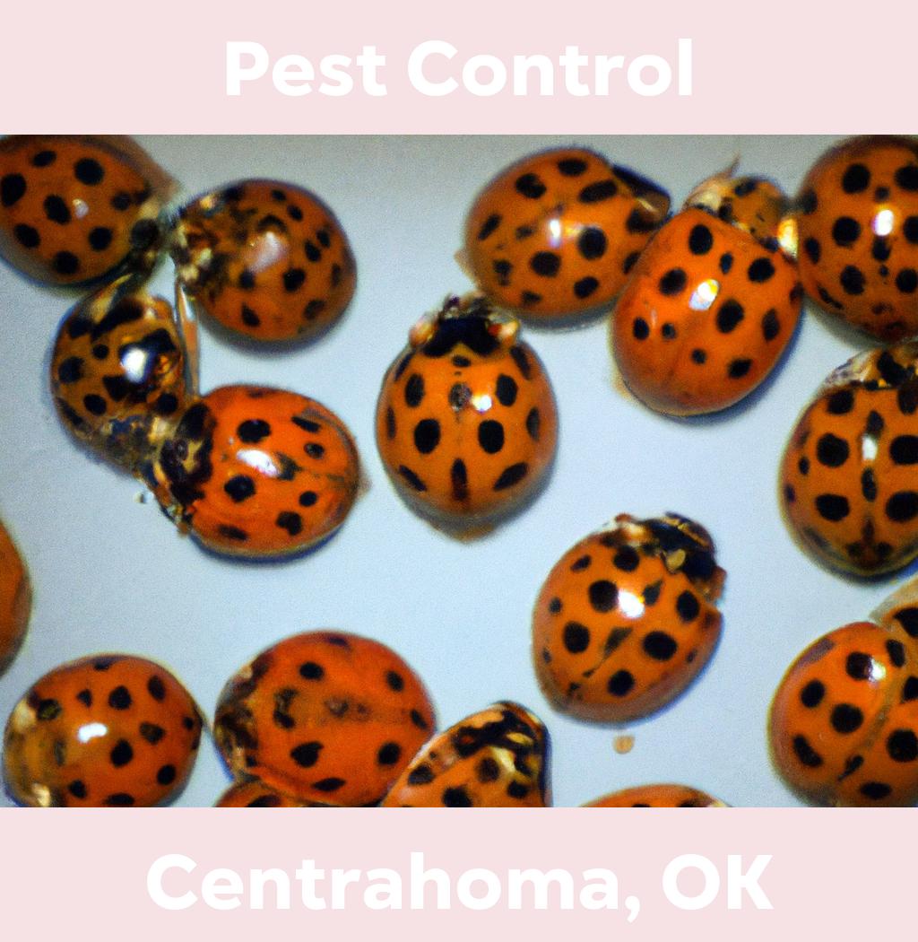 pest control in Centrahoma Oklahoma