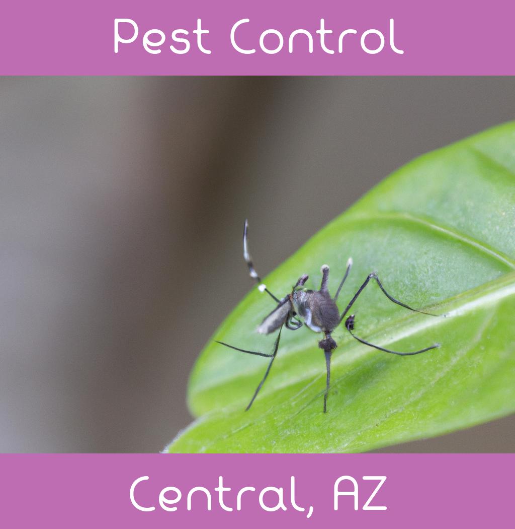 pest control in Central Arizona