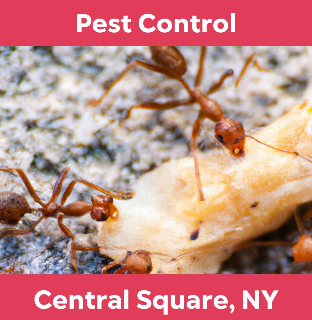 pest control in Central Square New York