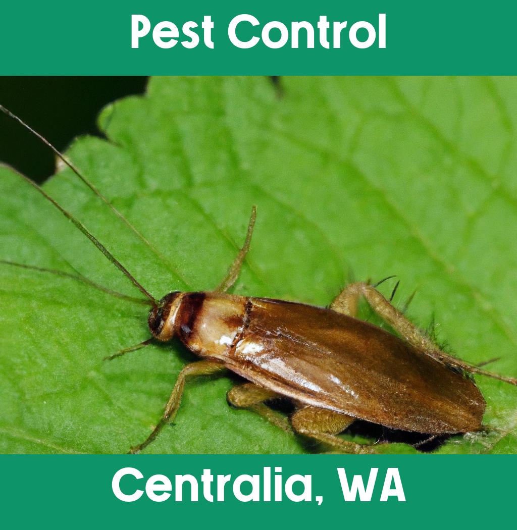 pest control in Centralia Washington