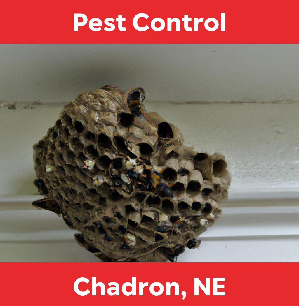 pest control in Chadron Nebraska