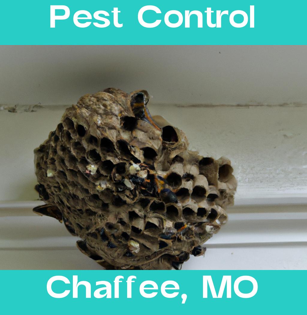 pest control in Chaffee Missouri