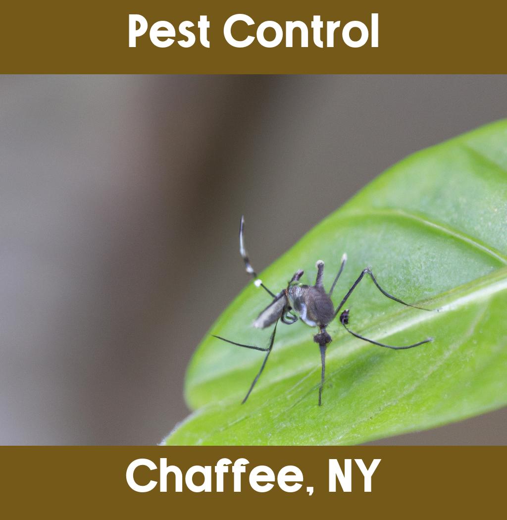 pest control in Chaffee New York