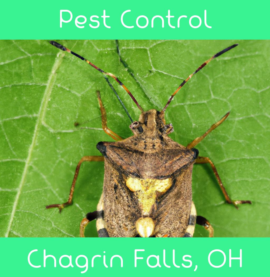 pest control in Chagrin Falls Ohio