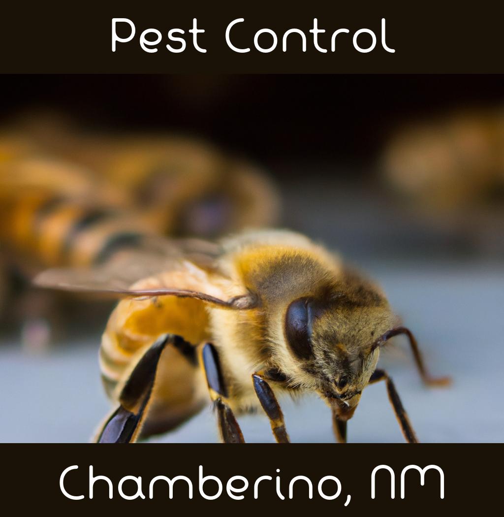 pest control in Chamberino New Mexico