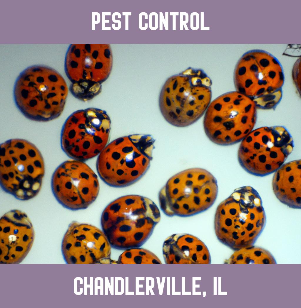pest control in Chandlerville Illinois