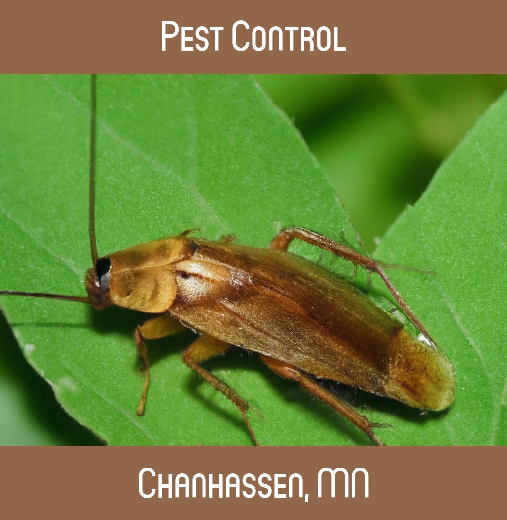 pest control in Chanhassen Minnesota