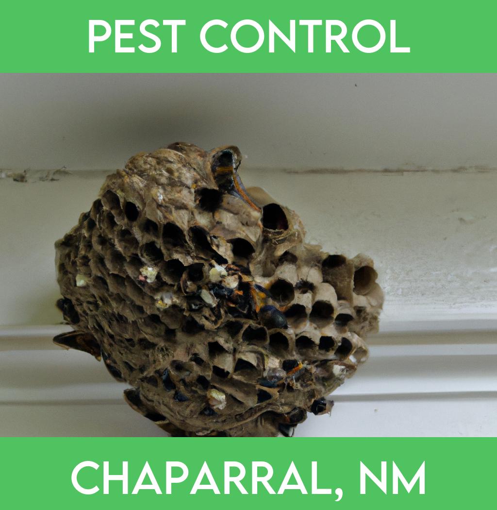 pest control in Chaparral New Mexico