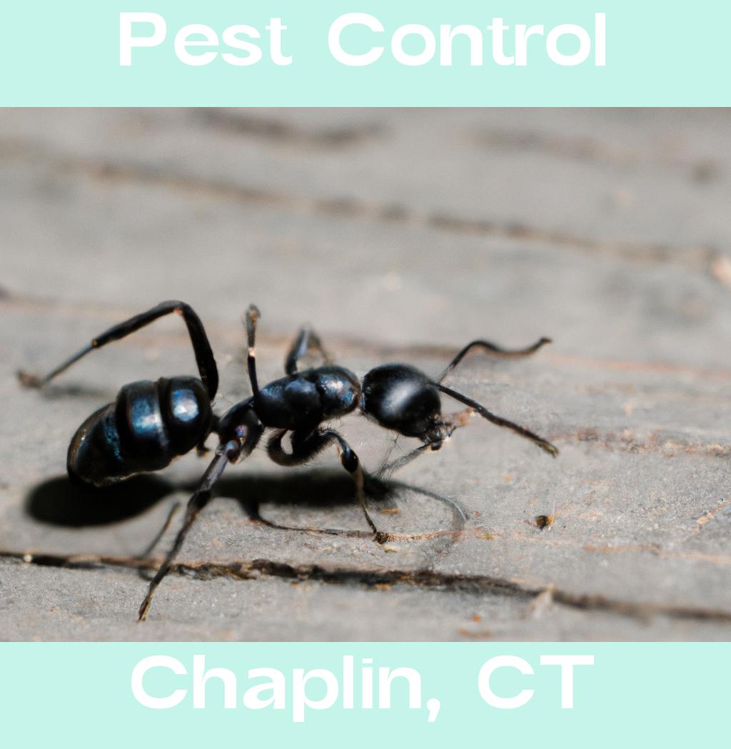pest control in Chaplin Connecticut