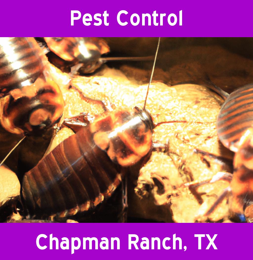 pest control in Chapman Ranch Texas