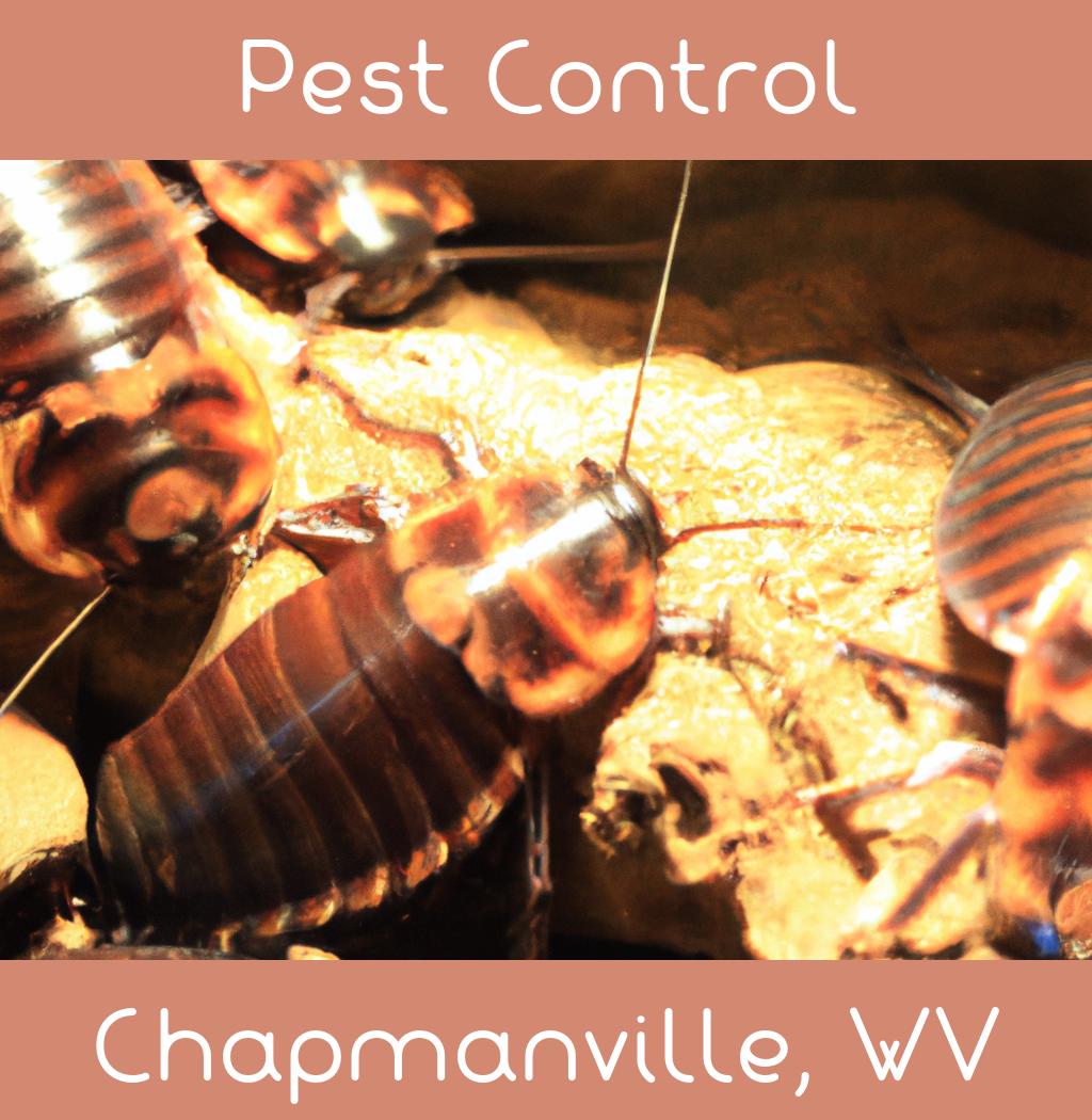 pest control in Chapmanville West Virginia