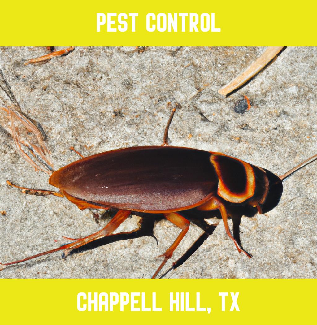 pest control in Chappell Hill Texas