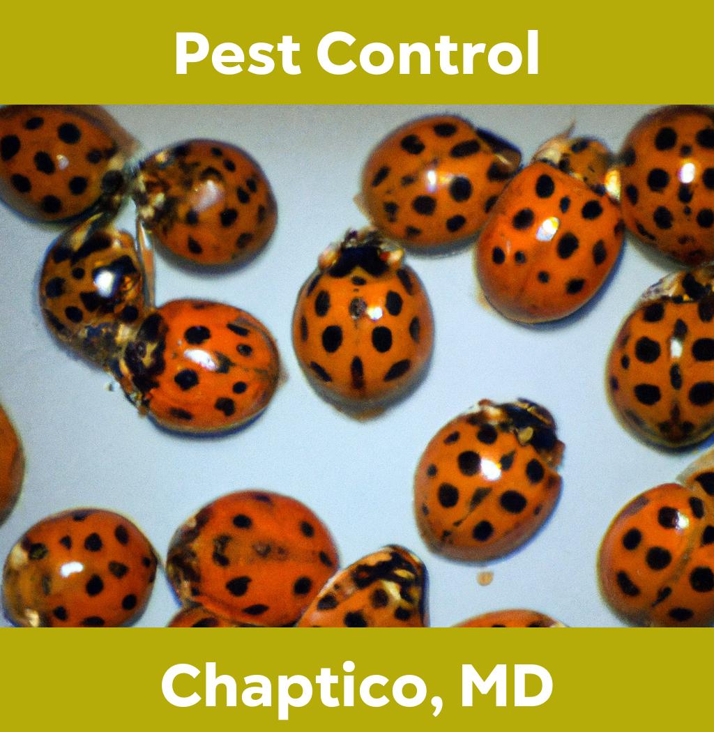 pest control in Chaptico Maryland