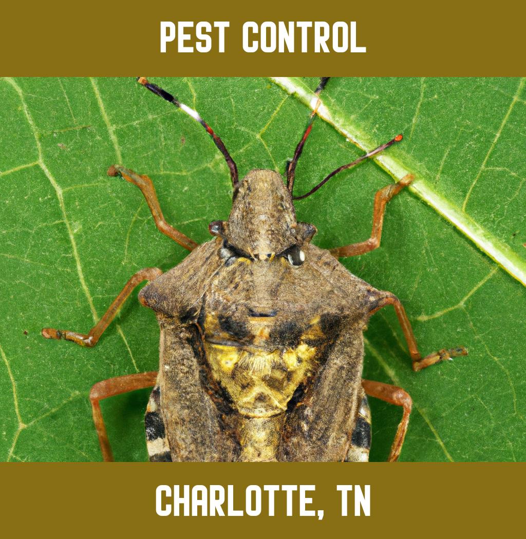 pest control in Charlotte Tennessee