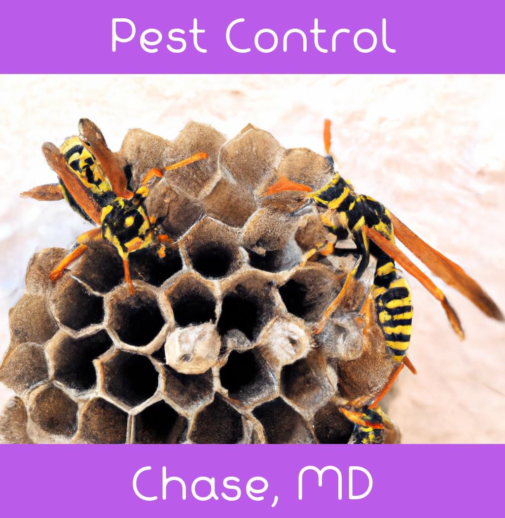 pest control in Chase Maryland