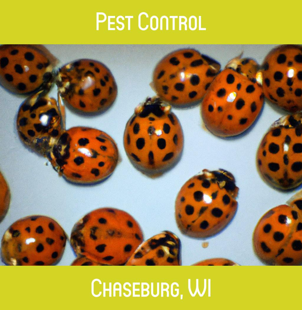 pest control in Chaseburg Wisconsin
