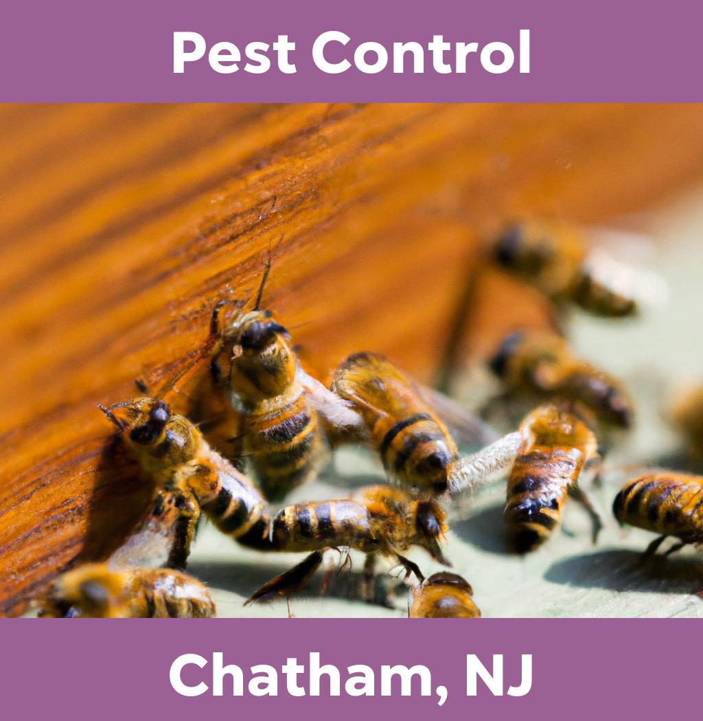 pest control in Chatham New Jersey