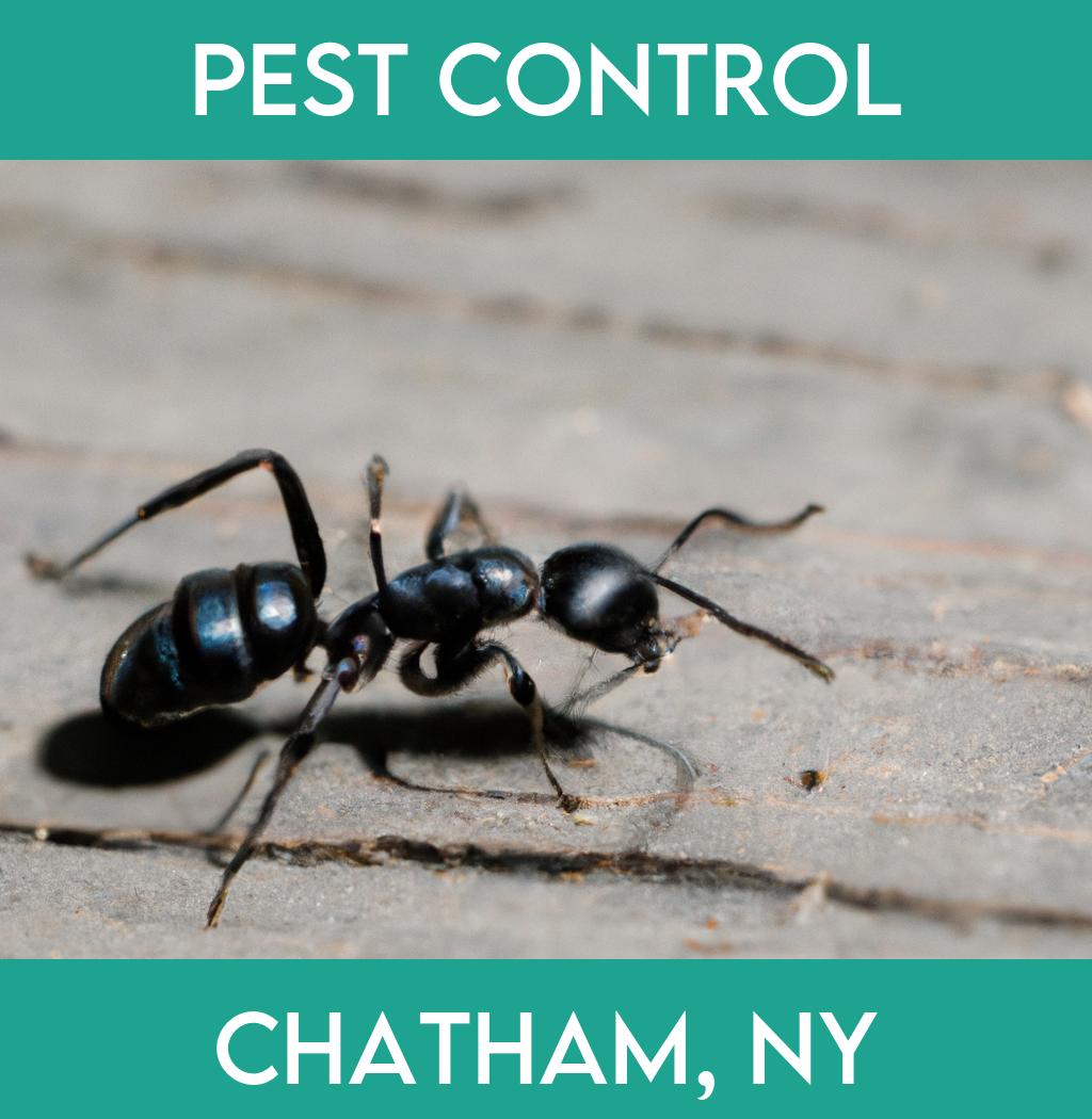 pest control in Chatham New York