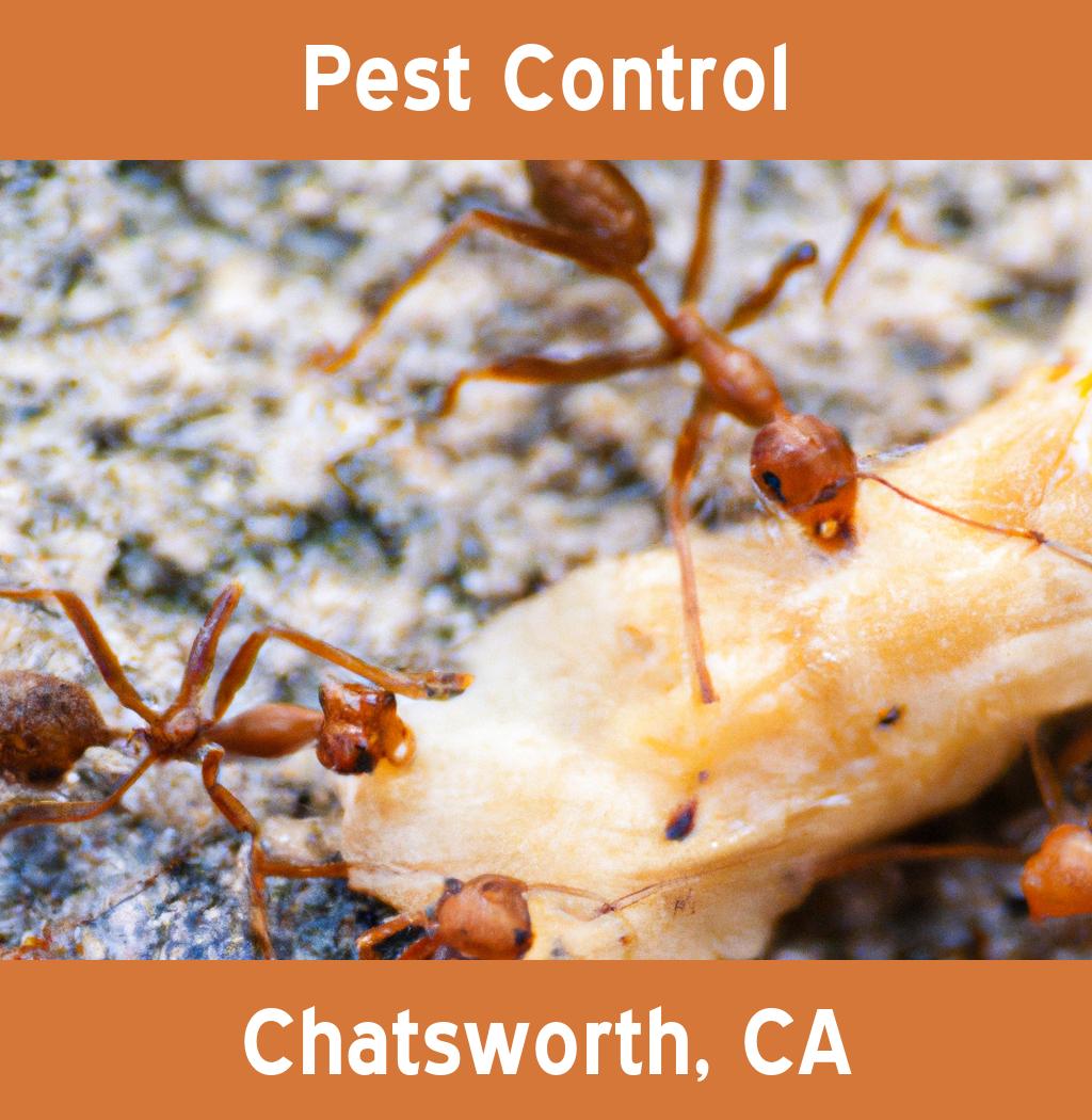 pest control in Chatsworth California