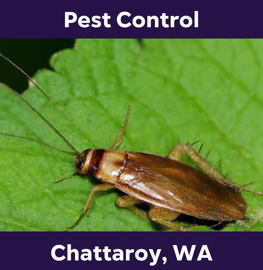 pest control in Chattaroy Washington