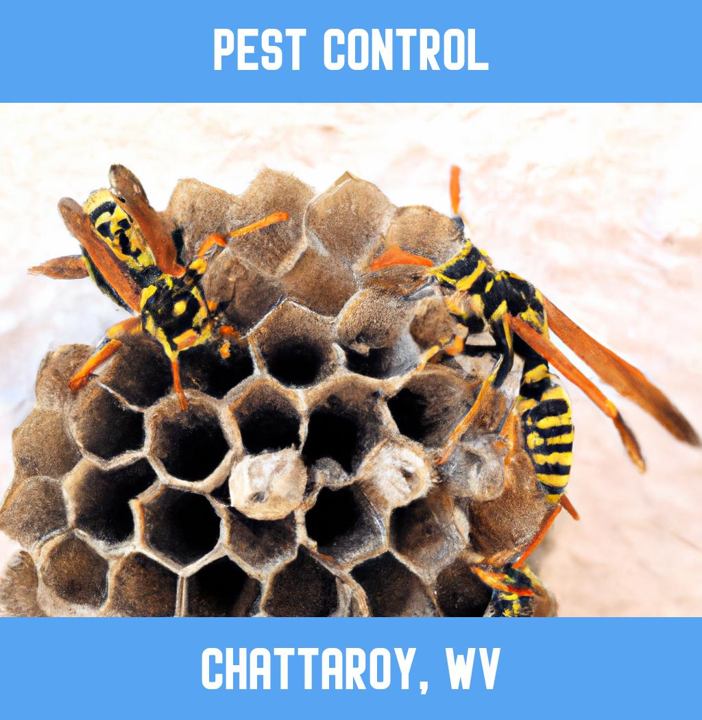 pest control in Chattaroy West Virginia