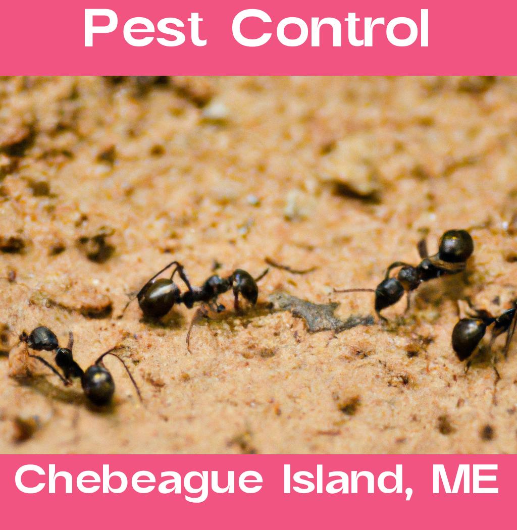 pest control in Chebeague Island Maine