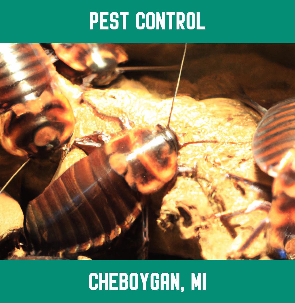 pest control in Cheboygan Michigan