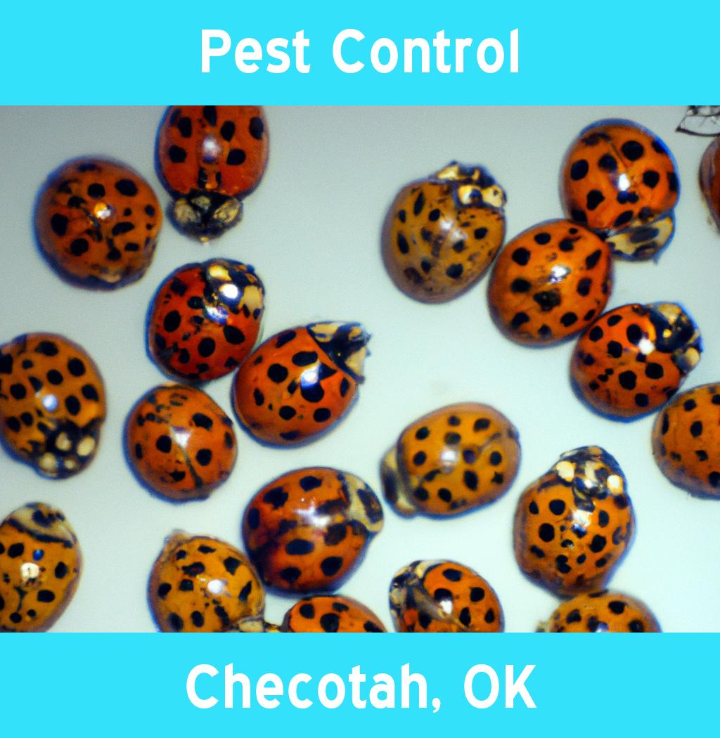 pest control in Checotah Oklahoma
