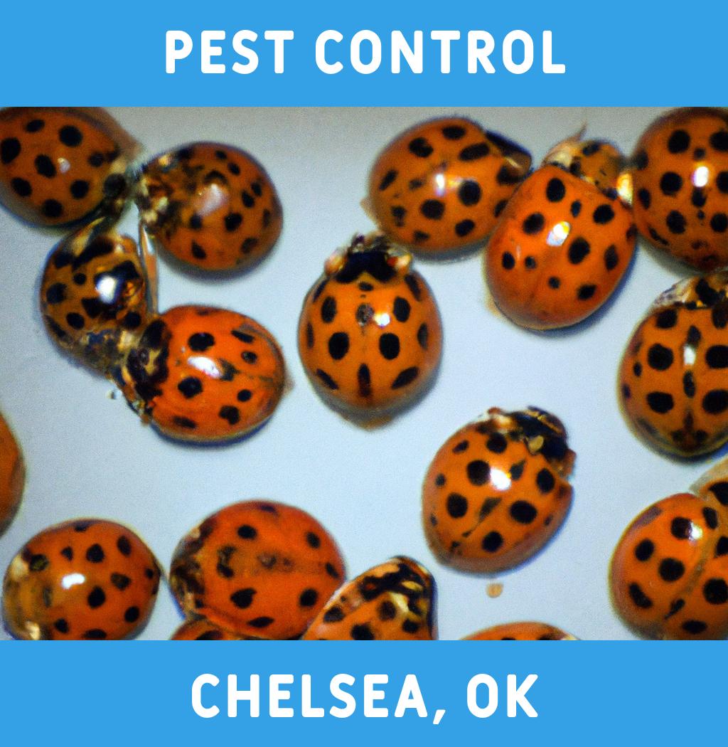 pest control in Chelsea Oklahoma