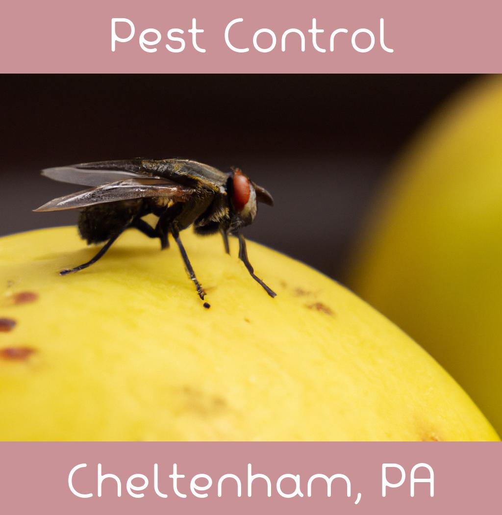 pest control in Cheltenham Pennsylvania