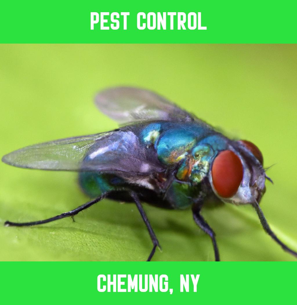 pest control in Chemung New York