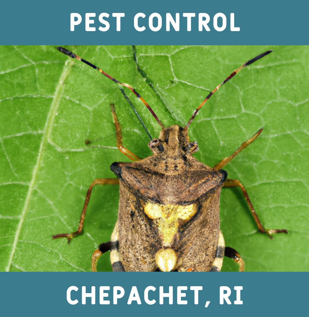 pest control in Chepachet Rhode Island