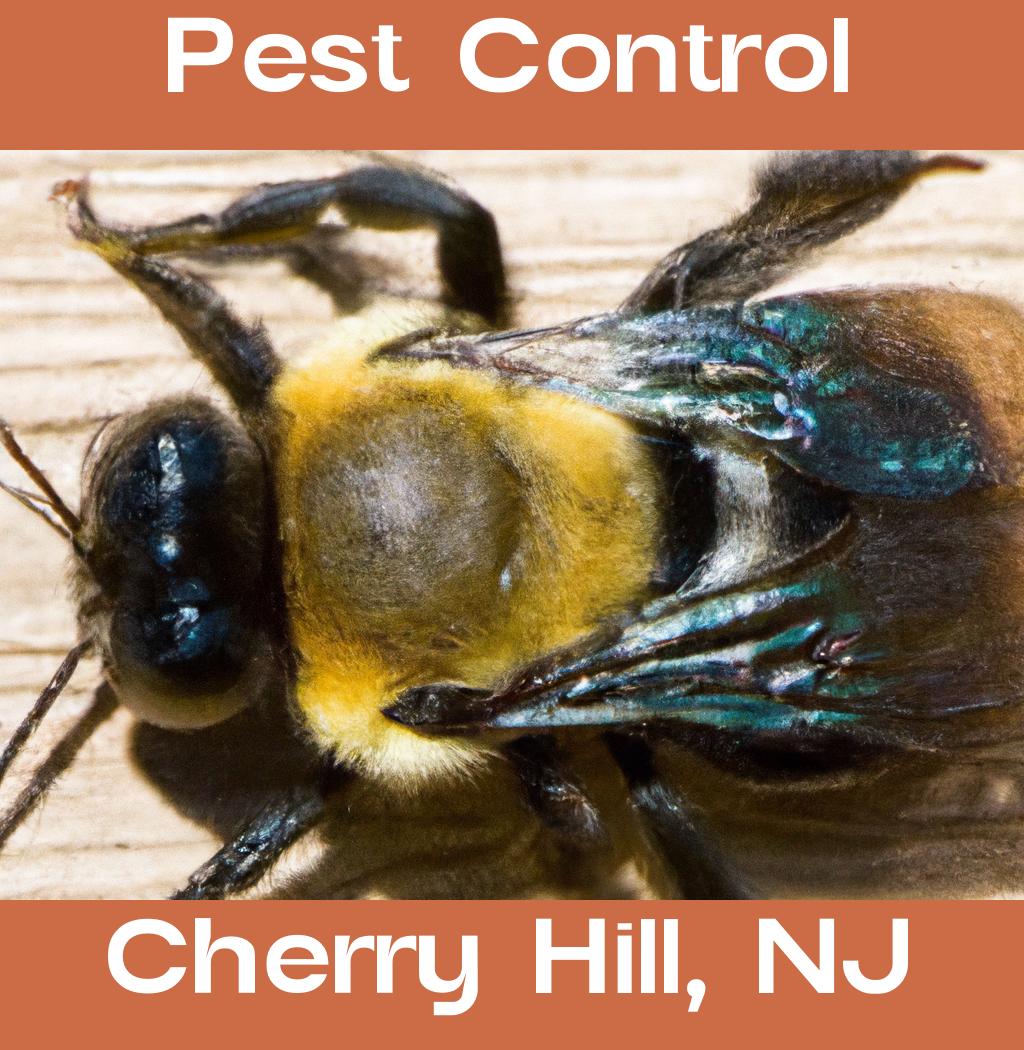 pest control in Cherry Hill New Jersey