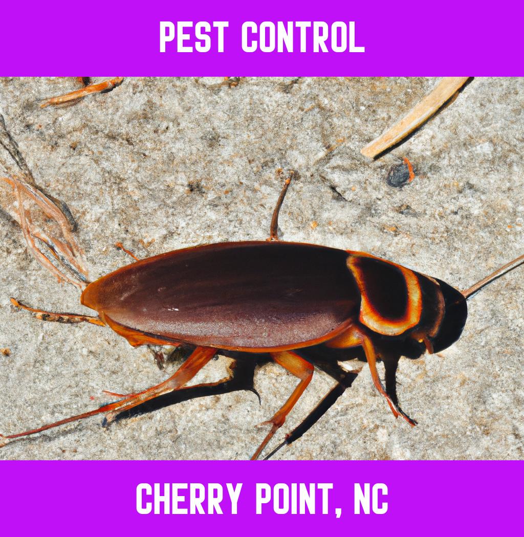 pest control in Cherry Point North Carolina