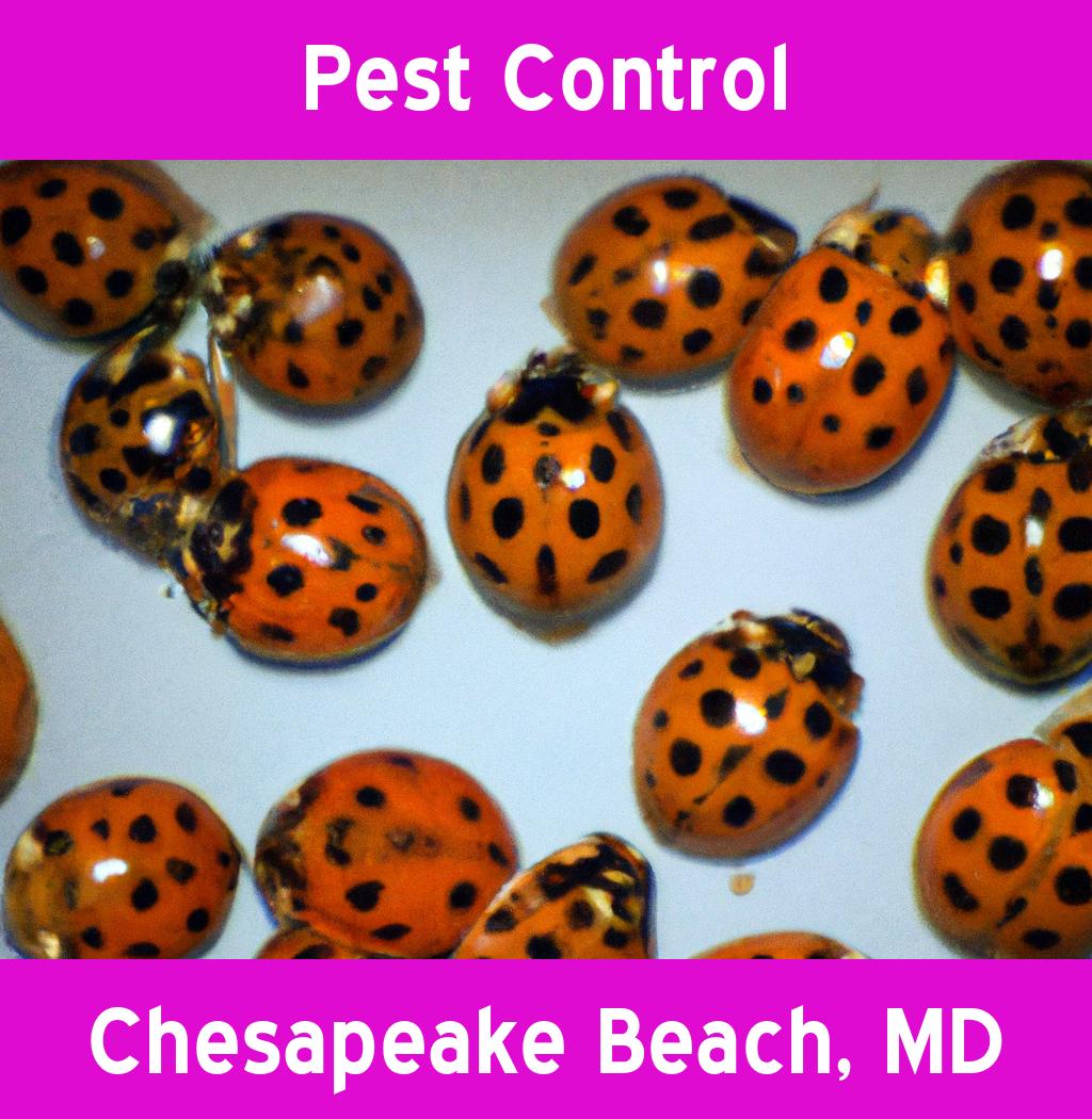 pest control in Chesapeake Beach Maryland