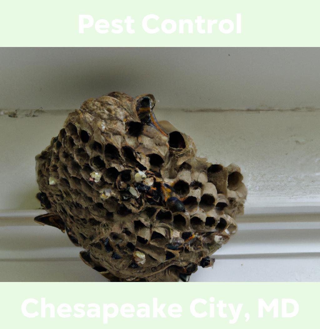 pest control in Chesapeake City Maryland