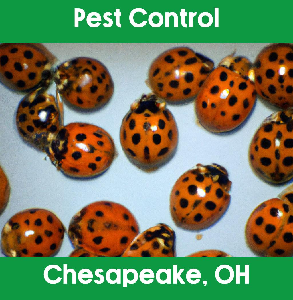 pest control in Chesapeake Ohio