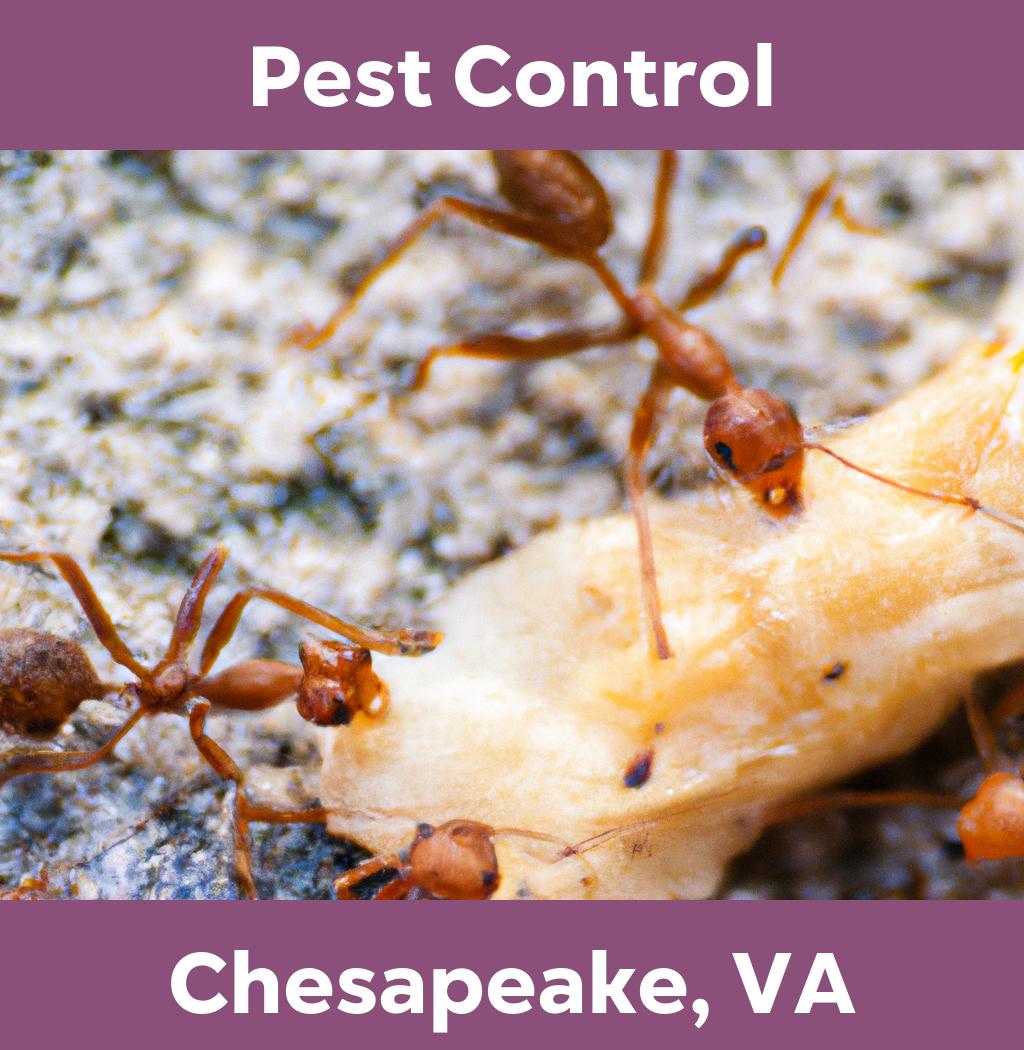 pest control in Chesapeake Virginia