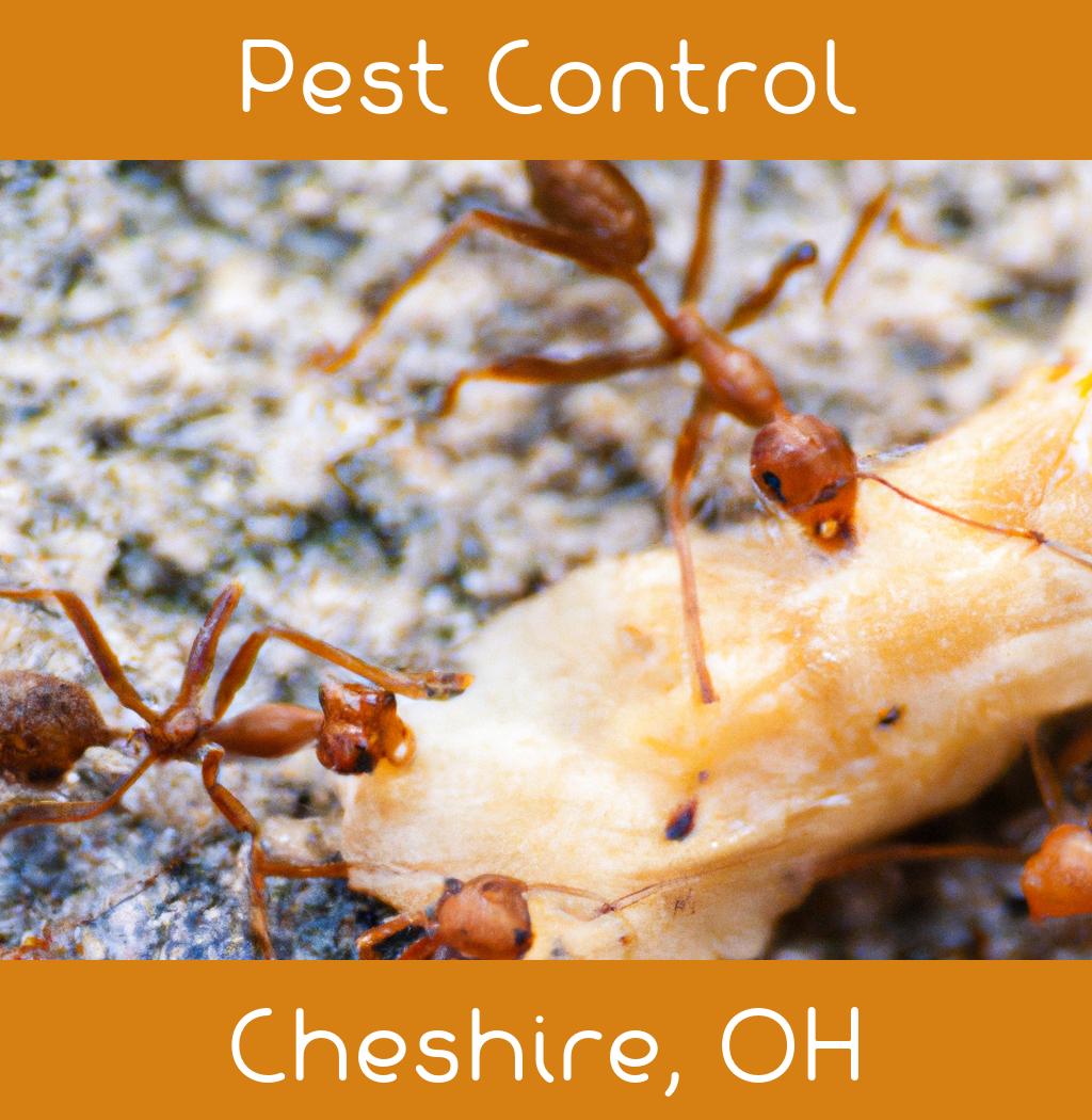 pest control in Cheshire Ohio