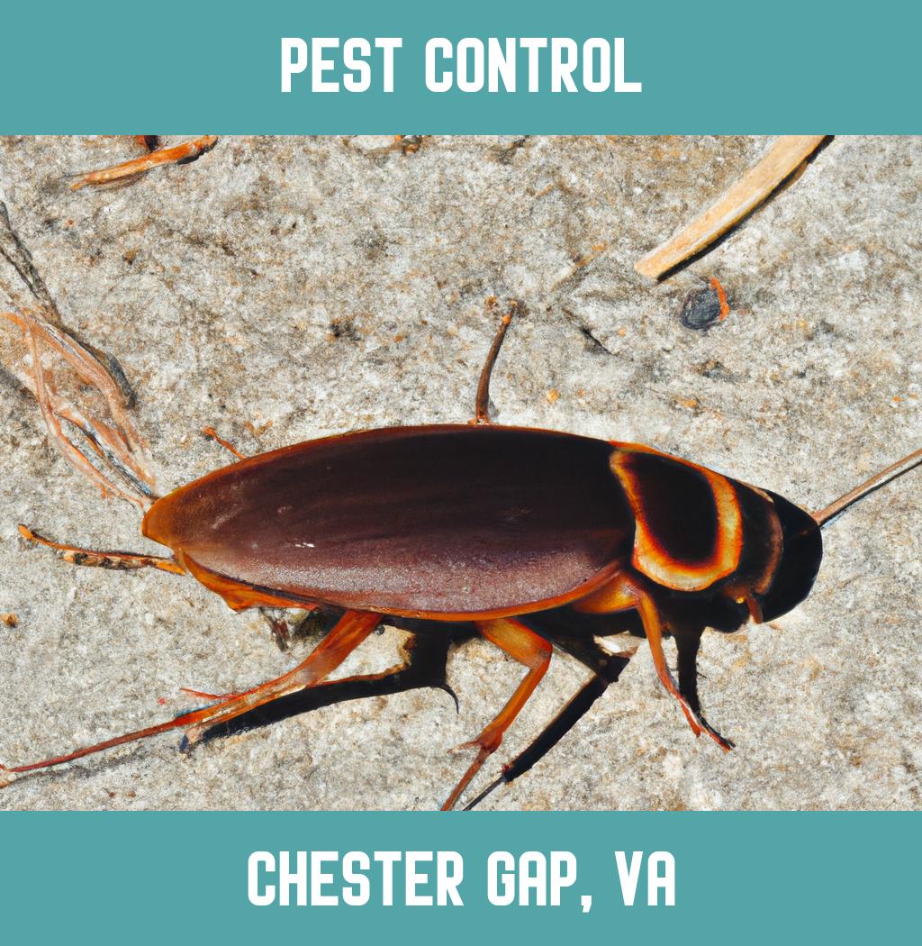 pest control in Chester Gap Virginia