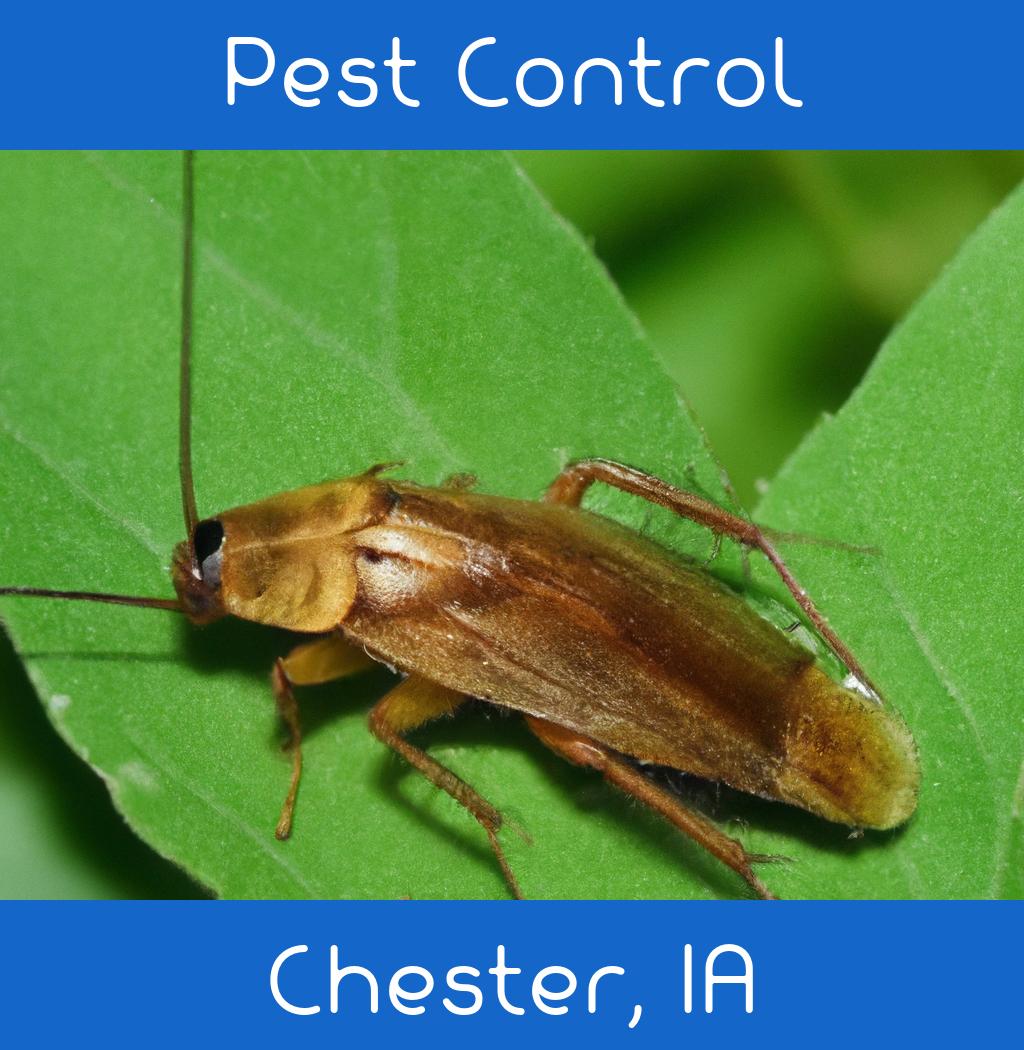 pest control in Chester Iowa